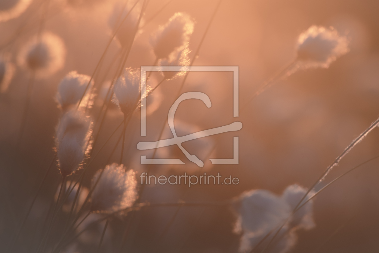 Bild-Nr.: 12821237 Feines Wollgras im Sonnenuntergang erstellt von Tanja Riedel