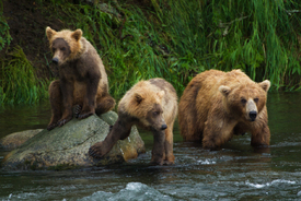 Braunbären Familie in Alaska/10027325