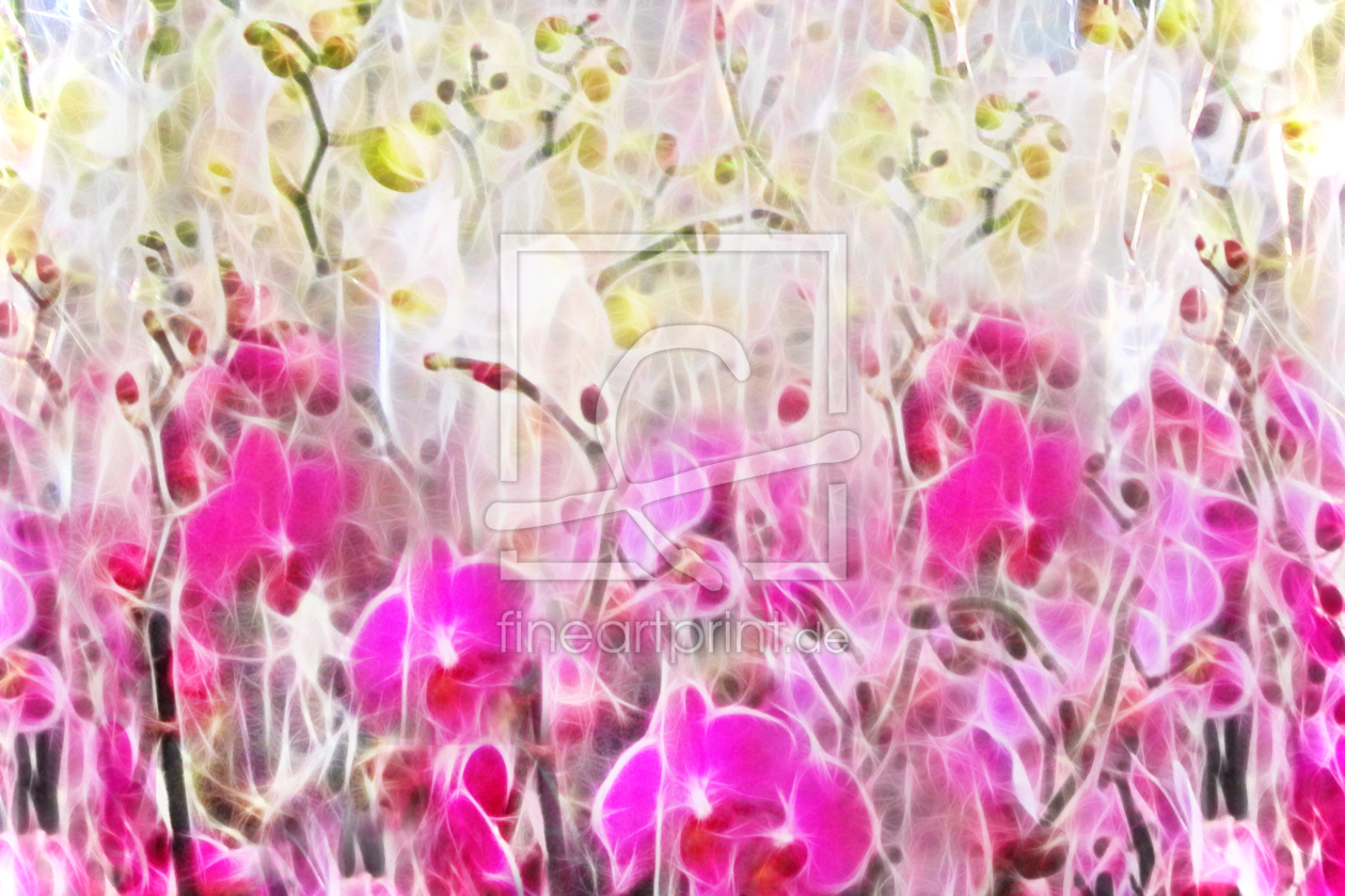 Bild-Nr.: 10011281 Orchidee - Panorama erstellt von Galerie-Fotoeffekt