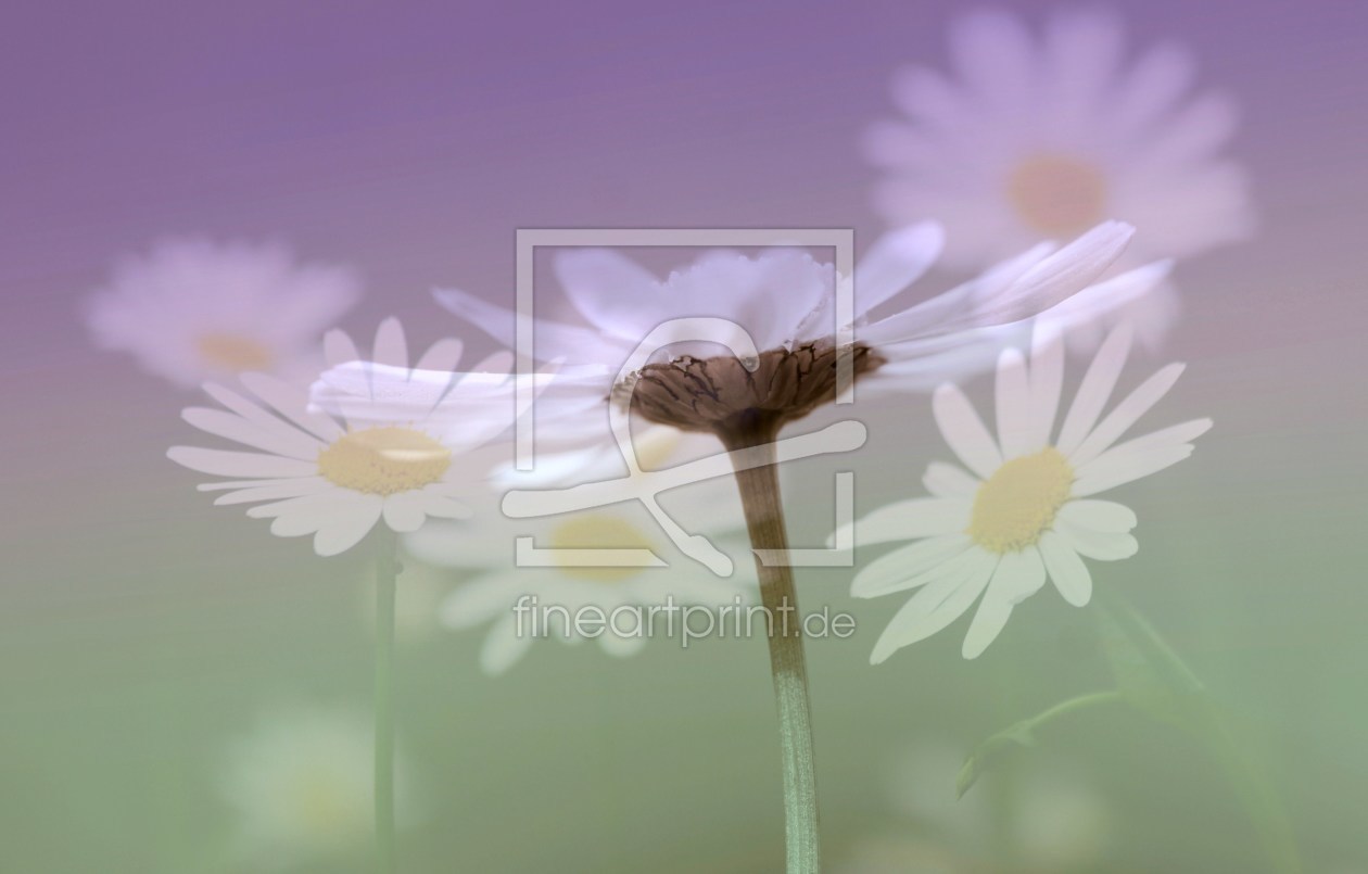 Bild-Nr.: 10019429 Wiesenimpressionen erstellt von Renate Knapp