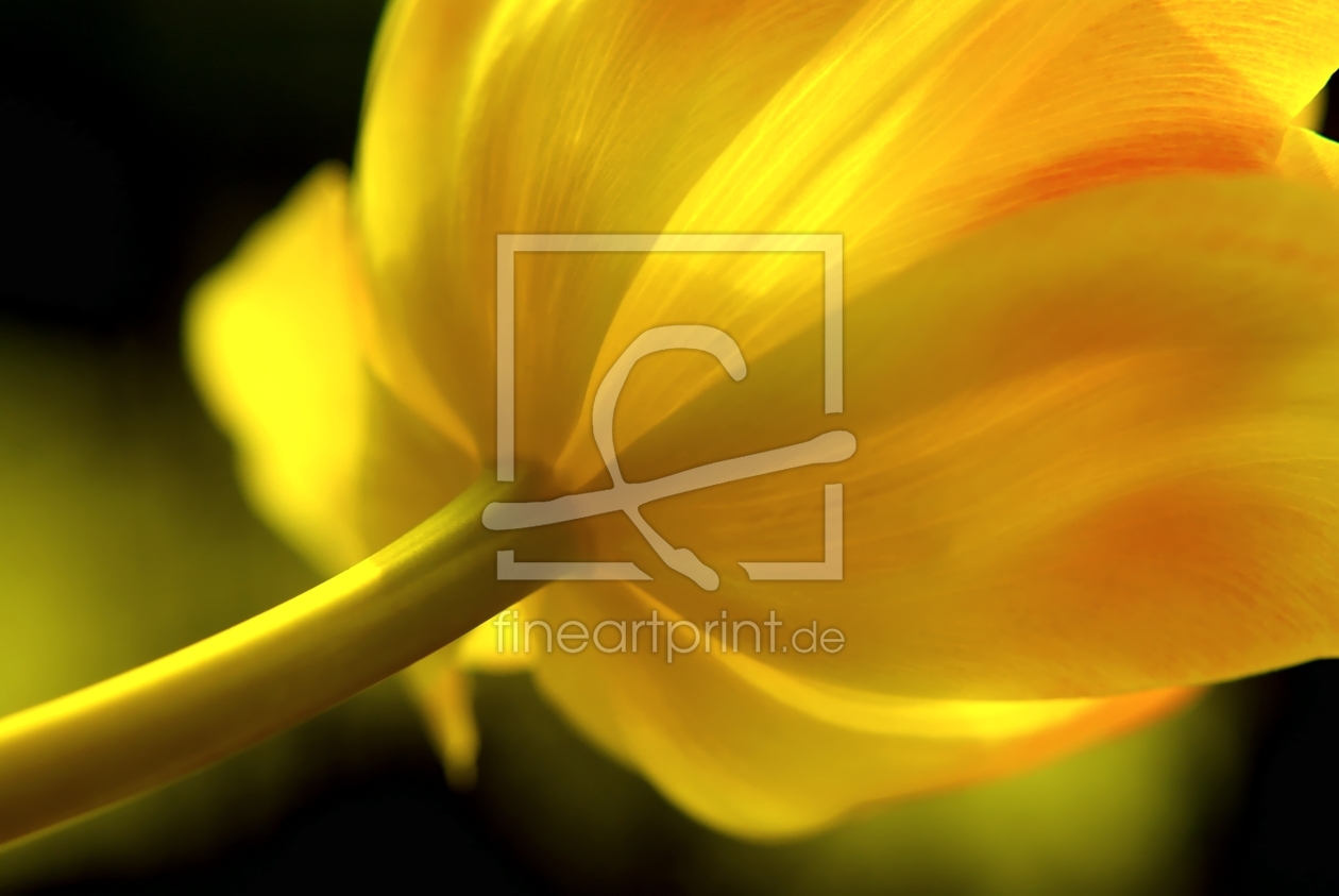 Bild-Nr.: 10031115 Yellow spring erstellt von youhaveadream