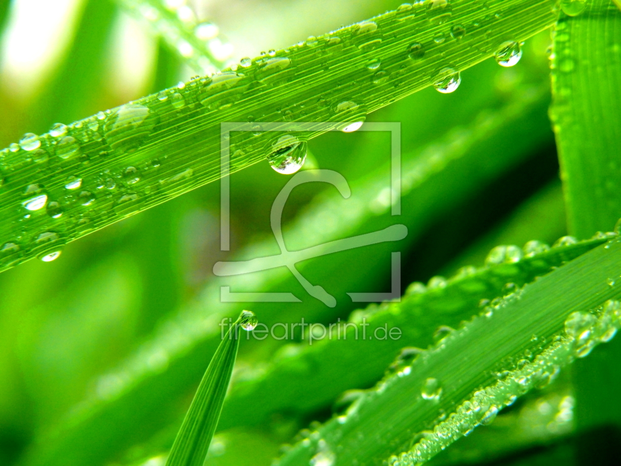 Bild-Nr.: 10036691 Regentropfen im Gras erstellt von Ostfriese