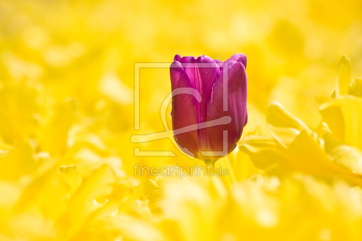 Bild-Nr.: 10056855 Tulpe 2 erstellt von wame