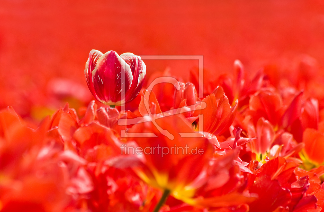 Bild-Nr.: 10056893 Tulpe 3 erstellt von wame