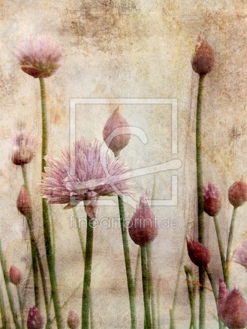 Bild-Nr.: 10096616  Allium schoenoprasum erstellt von ClaudiaG