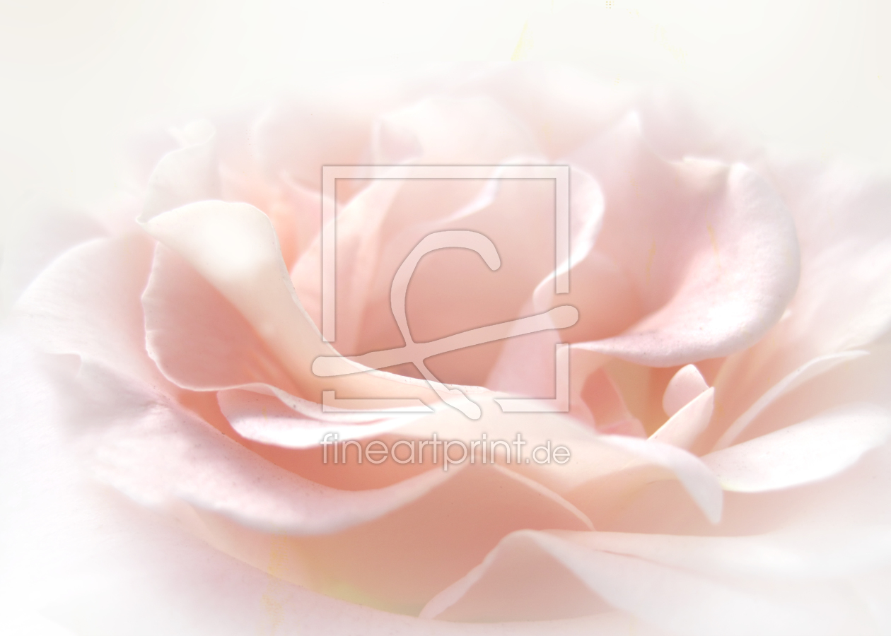Bild-Nr.: 10118376 Beauty of rose erstellt von Claudia Claudia Burlager