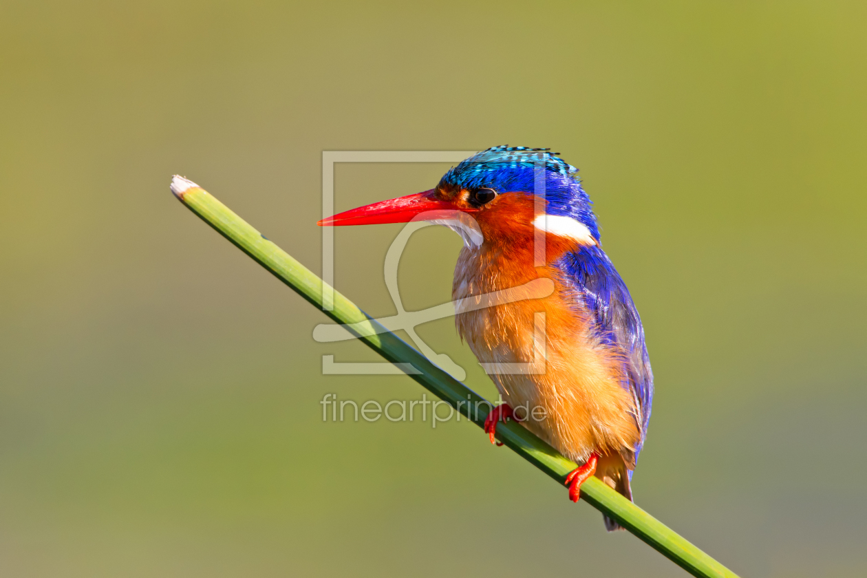 Bild-Nr.: 10190765 Kingfisher erstellt von Safarifotografie