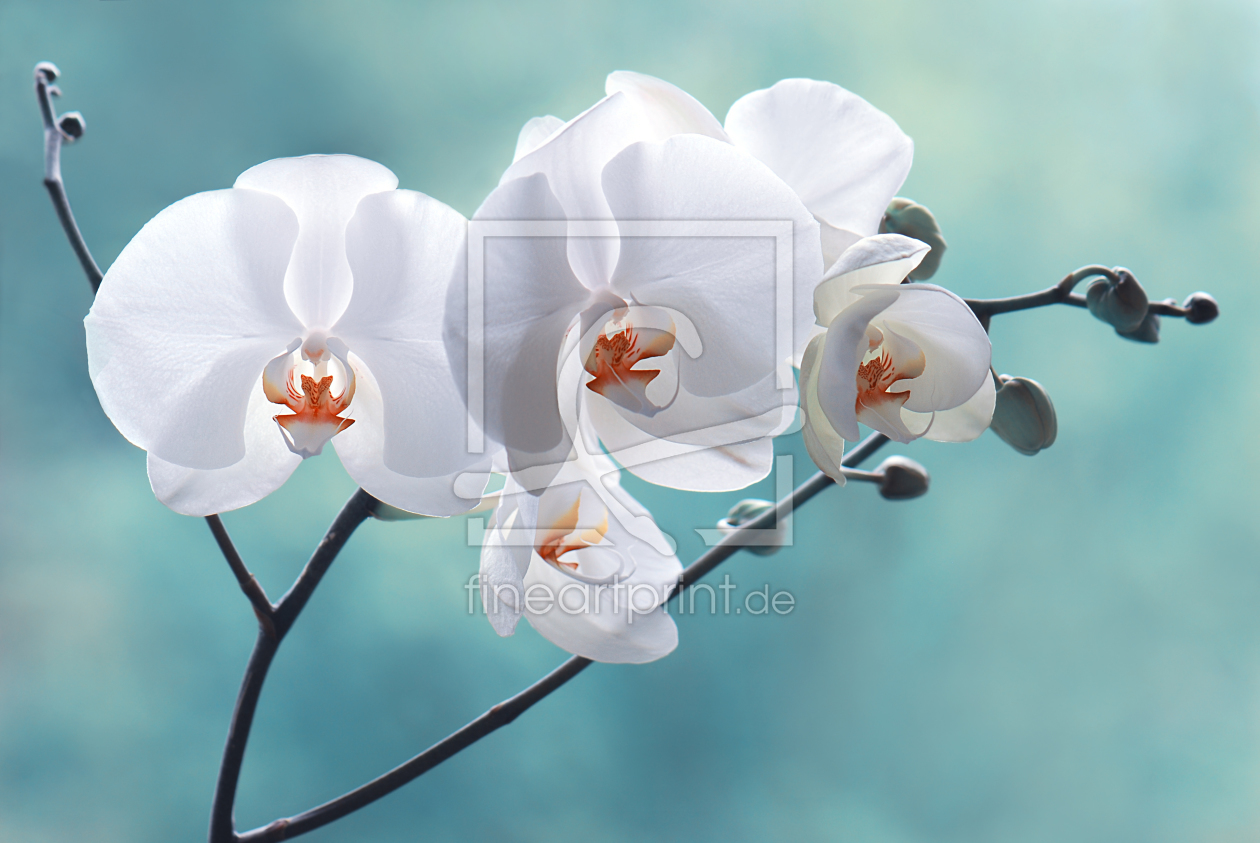 Bild-Nr.: 10248847 Orchidee erstellt von Atteloi