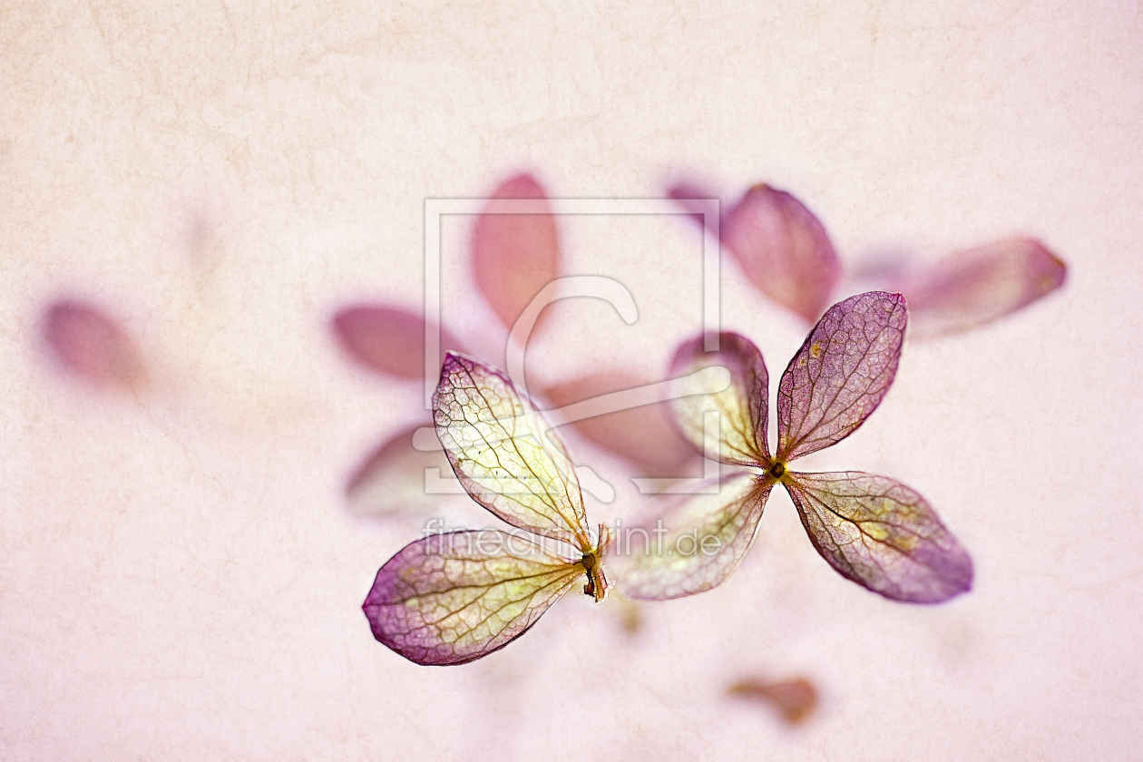 Bild-Nr.: 10306211 small blossoms erstellt von bilderwerk
