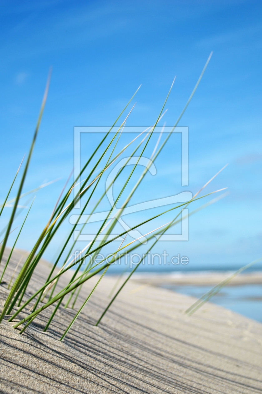 Bild-Nr.: 10325149 Strandgras minimalistisch erstellt von Susanne Herppich
