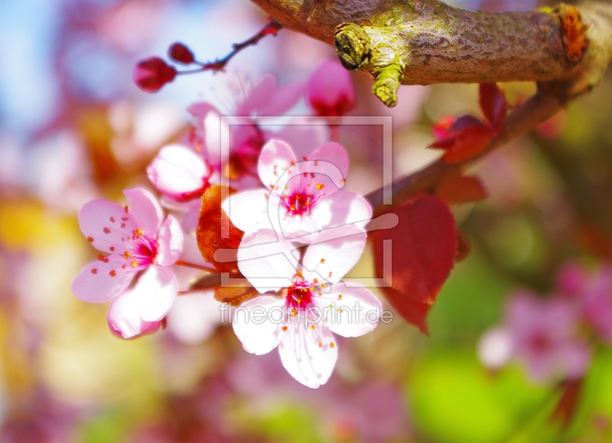 Bild-Nr.: 10391305 Kirschblüten erstellt von Tanja Riedel
