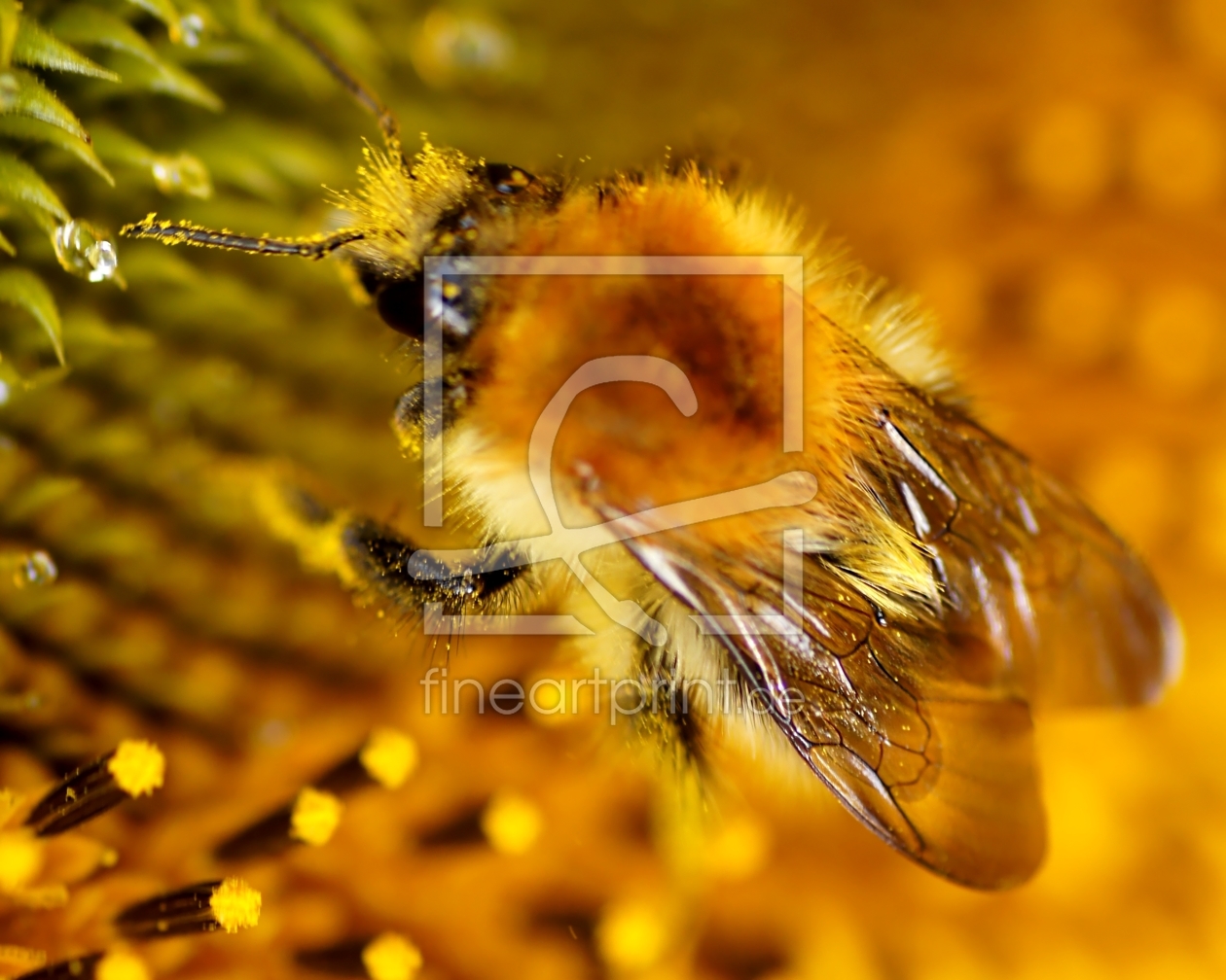 Bild-Nr.: 10419267 Honey erstellt von youhaveadream