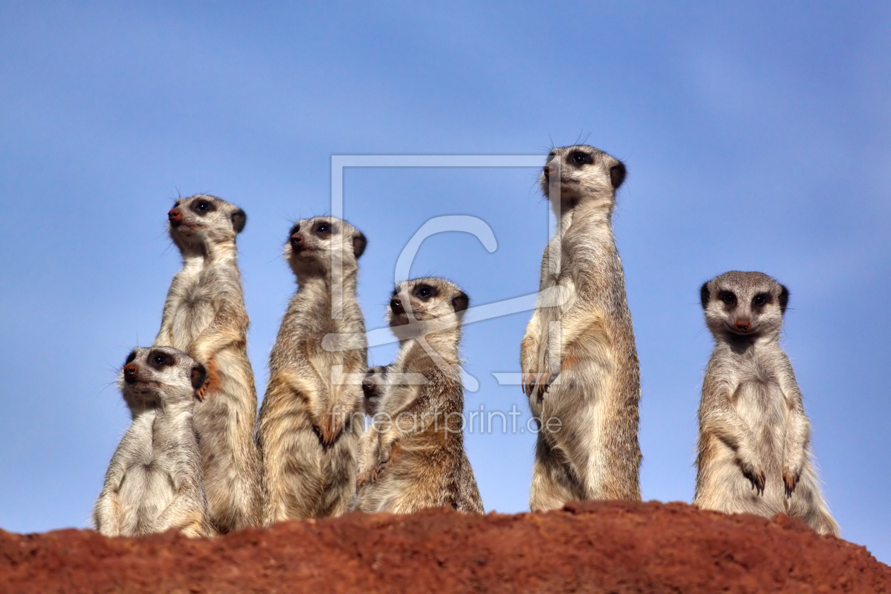 Bild-Nr.: 10423685 Erdmännchen beobachtet Fotograf erstellt von FoViTo