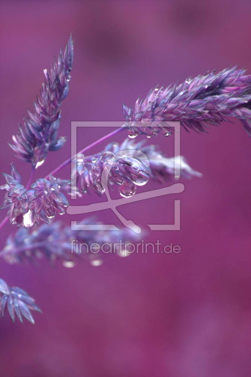 Bild-Nr.: 10469742 Purple Drops erstellt von Christine BÃ¤ssler