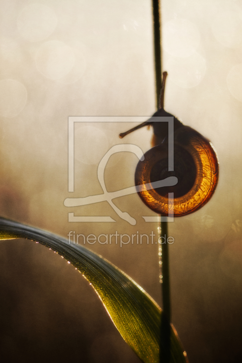 Bild-Nr.: 10554915 snail-light  erstellt von Daniela Beyer
