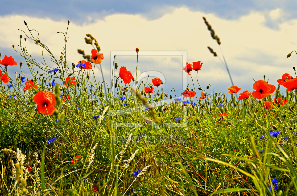 Bild-Nr.: 10557153 Sommerblumen Impressionen erstellt von Tanja Riedel