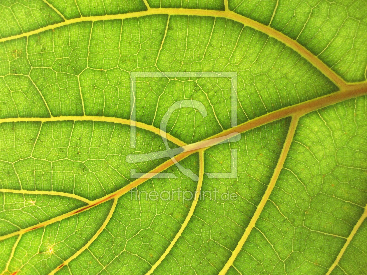 Bild-Nr.: 10558915 Green leaf erstellt von Heidemarie Sattler
