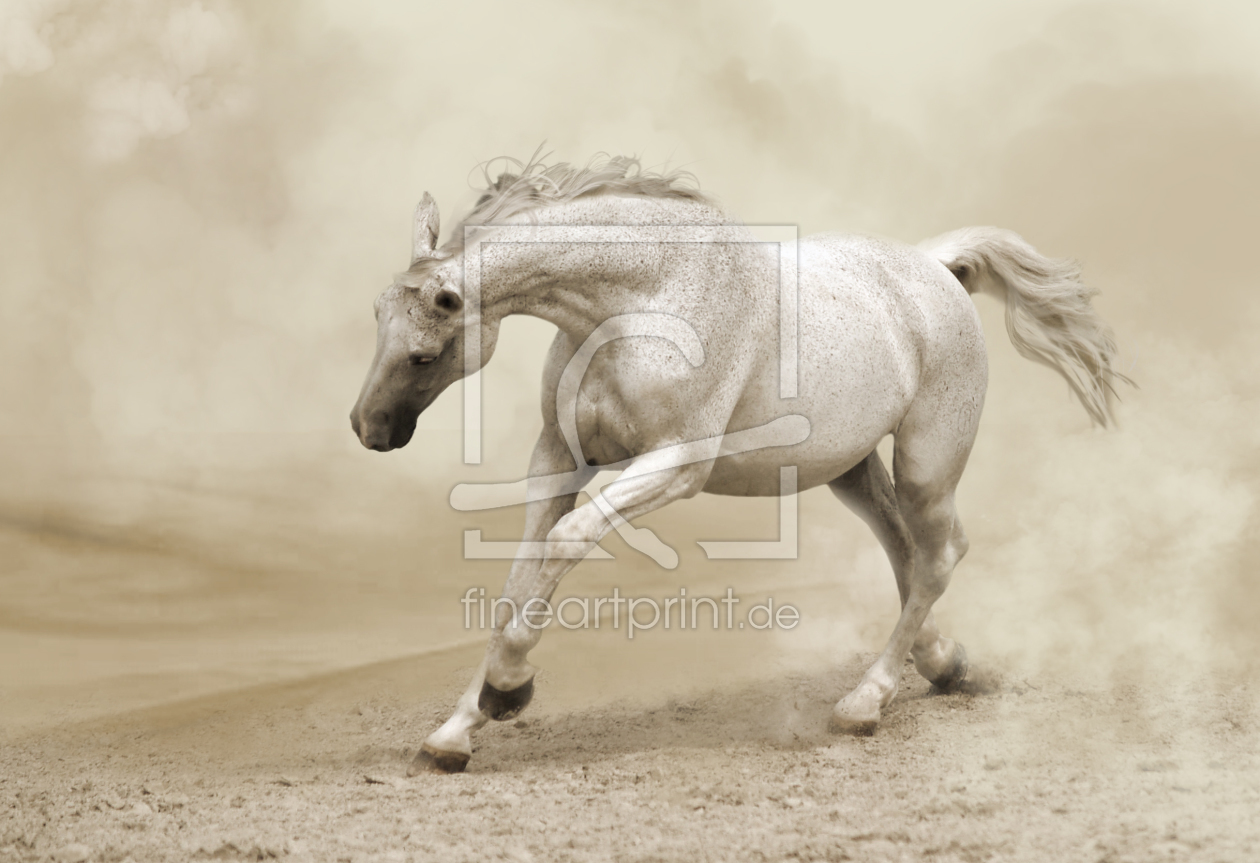 Bild-Nr.: 10560149 Desert Horse erstellt von faralda
