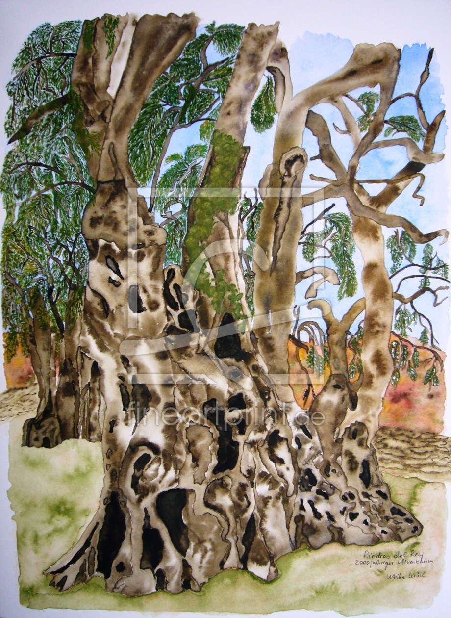 Bild-Nr.: 10570498 2000-jähriger Olivenbaum in Piedras del Ray - Portugal erstellt von Ulrike Kröll