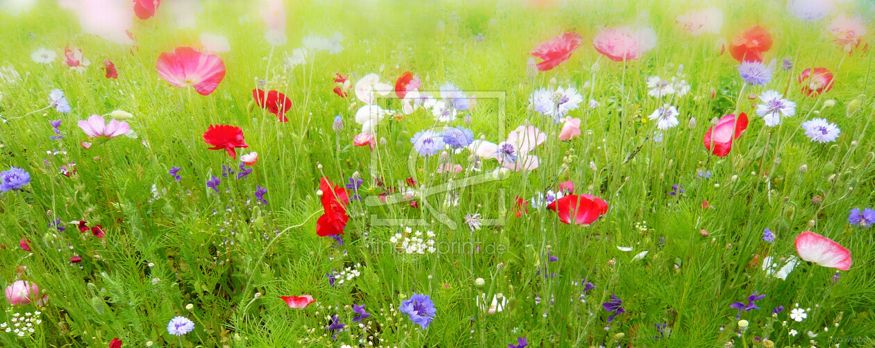 Bild-Nr.: 10574923 Flower Meadow erstellt von Lena Weisbek
