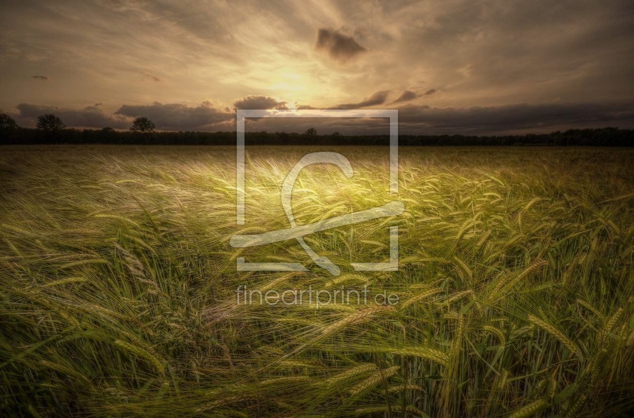 Bild-Nr.: 10579301 sommerabend erstellt von manfred-hartmann