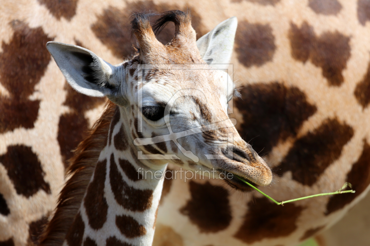 Bild-Nr.: 10579549 Giraffenjungtier erstellt von Marcel Schauer
