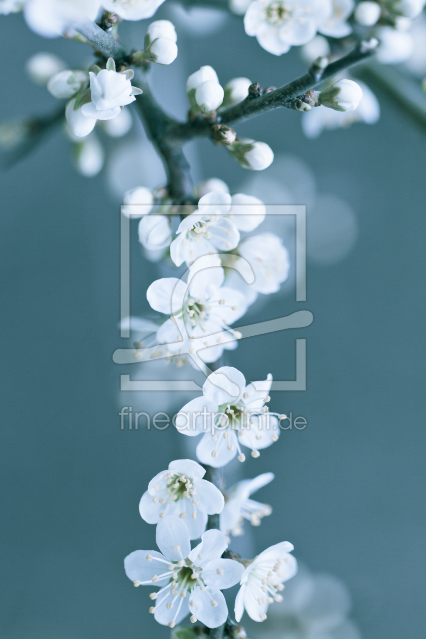 Bild-Nr.: 10610956 weiße Blüten erstellt von Daniela Beyer