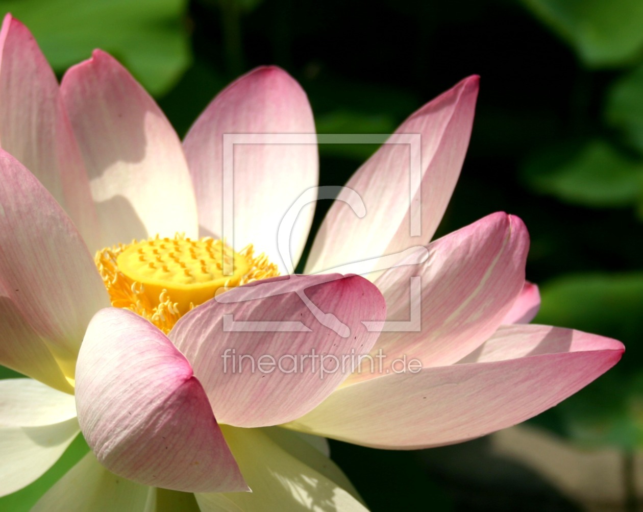 Bild-Nr.: 10656076 Lotus – Schönheit und Vollkommenheit erstellt von Ulrike Kröll