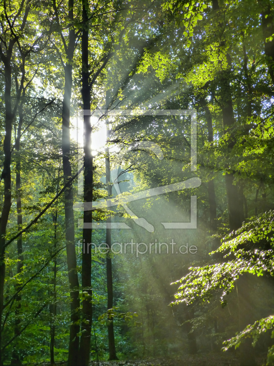 Bild-Nr.: 10661298 Morning Light erstellt von falconer59