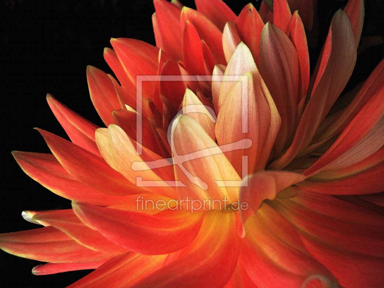 Bild-Nr.: 10686486 Red Dahlia erstellt von Heidemarie Sattler