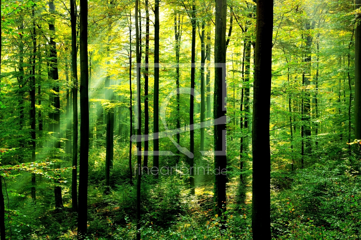 Bild-Nr.: 10697077 Frühlingswald mit Sonnenstrahlen erstellt von spima