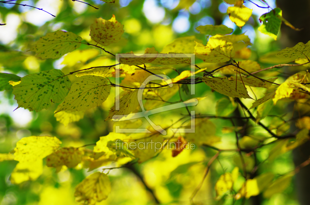 Bild-Nr.: 10700351 Herbstblätter erstellt von Tanja Riedel