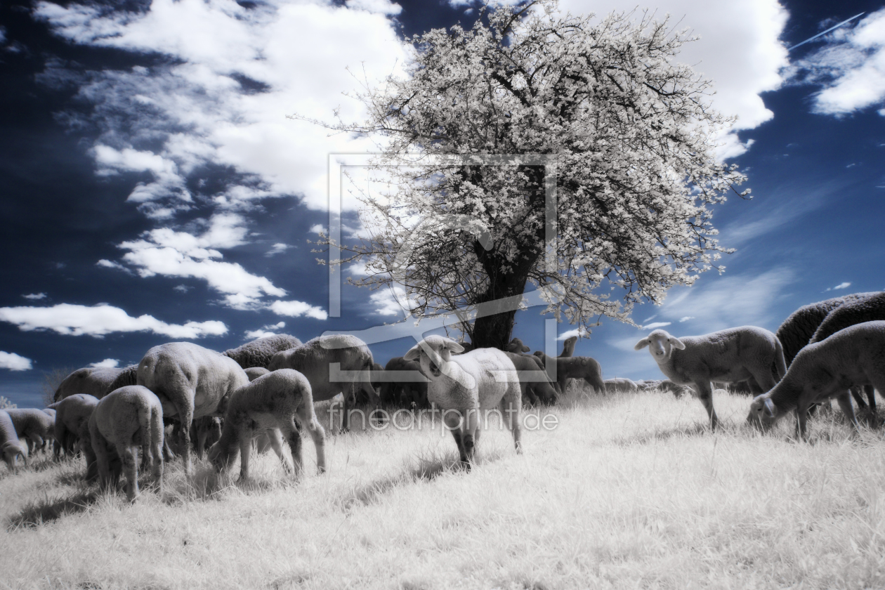 Bild-Nr.: 10702393 Erwischt mit Kirschblüten - Sweets for Sheep erstellt von MarionWolf
