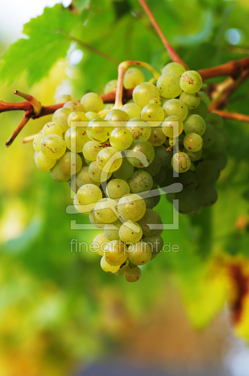 Bild-Nr.: 10703371 Weißwein Trauben erstellt von Tanja Riedel