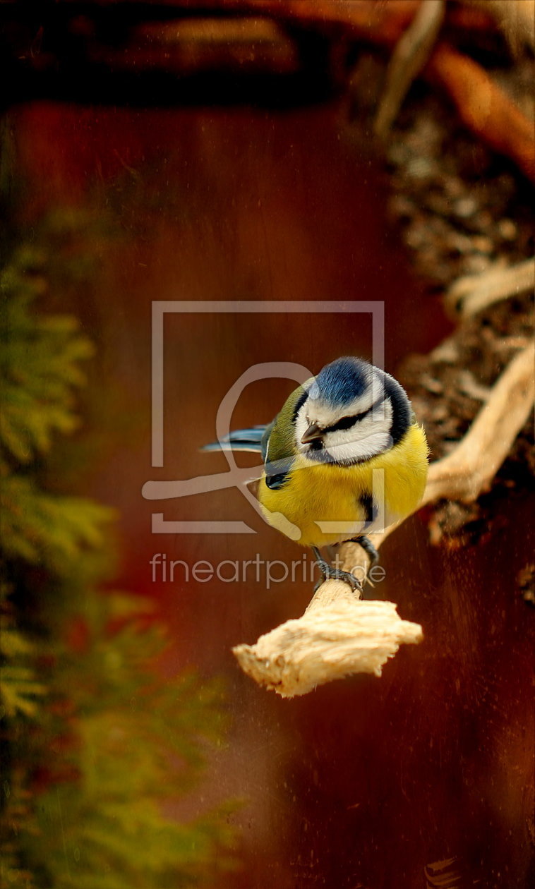 Bild-Nr.: 10706025 Blaumeise Hochformat erstellt von Heike  Hultsch