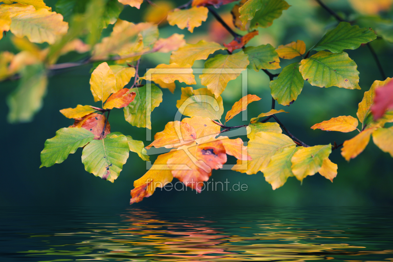 Bild-Nr.: 10713875 Herbstlaub erstellt von FotoDeHRO