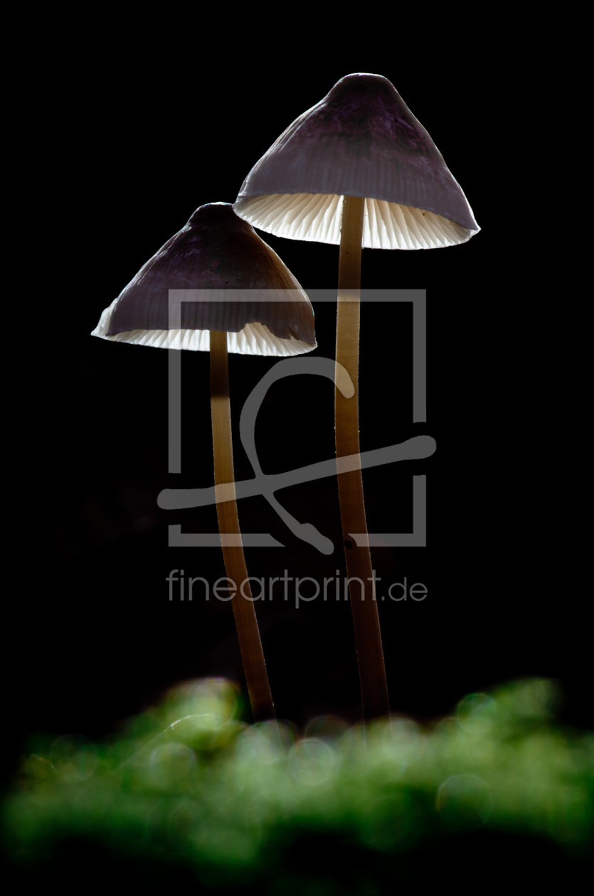 Bild-Nr.: 10790385 Leuchtender Pilz erstellt von ClausMP