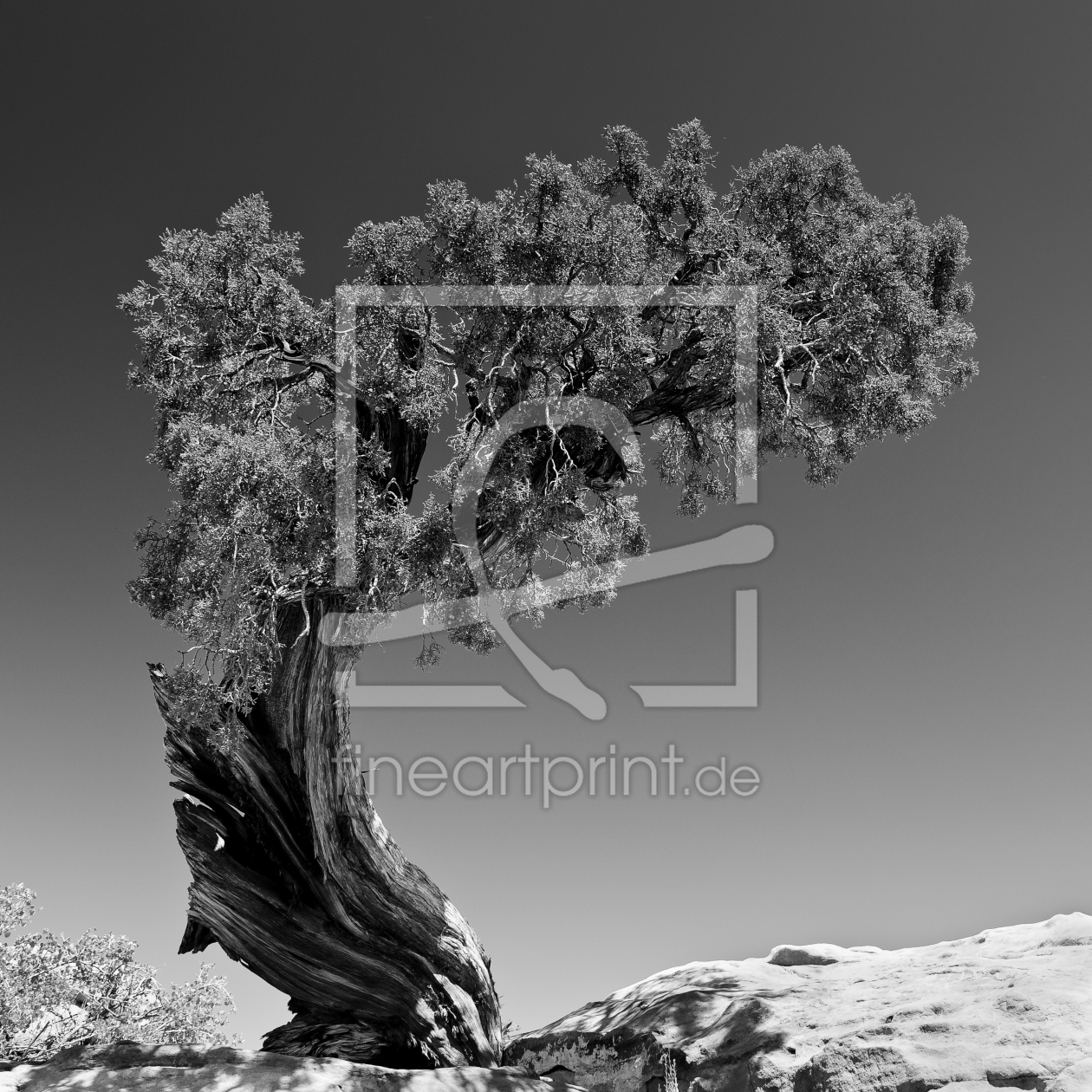Bild-Nr.: 10826449 just a tree erstellt von DenisFeiner