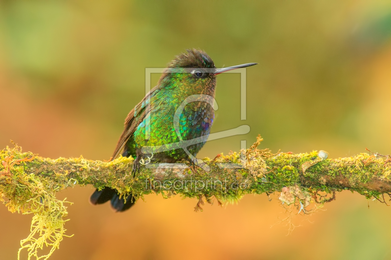 Bild-Nr.: 10886490 Magnificent Hummingbird erstellt von Jalil