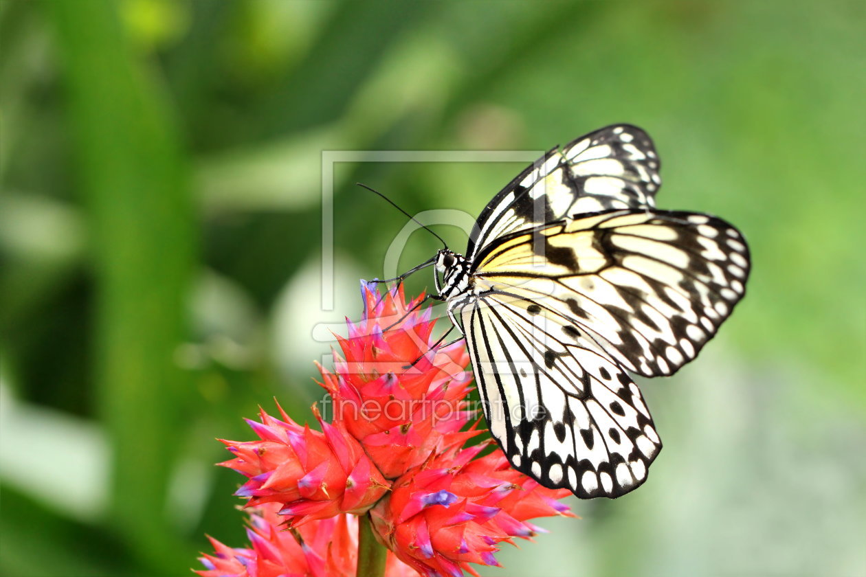 Bild-Nr.: 10888346  Weiße Baumnymphe (Idea leuconoe) erstellt von Heike  Hultsch
