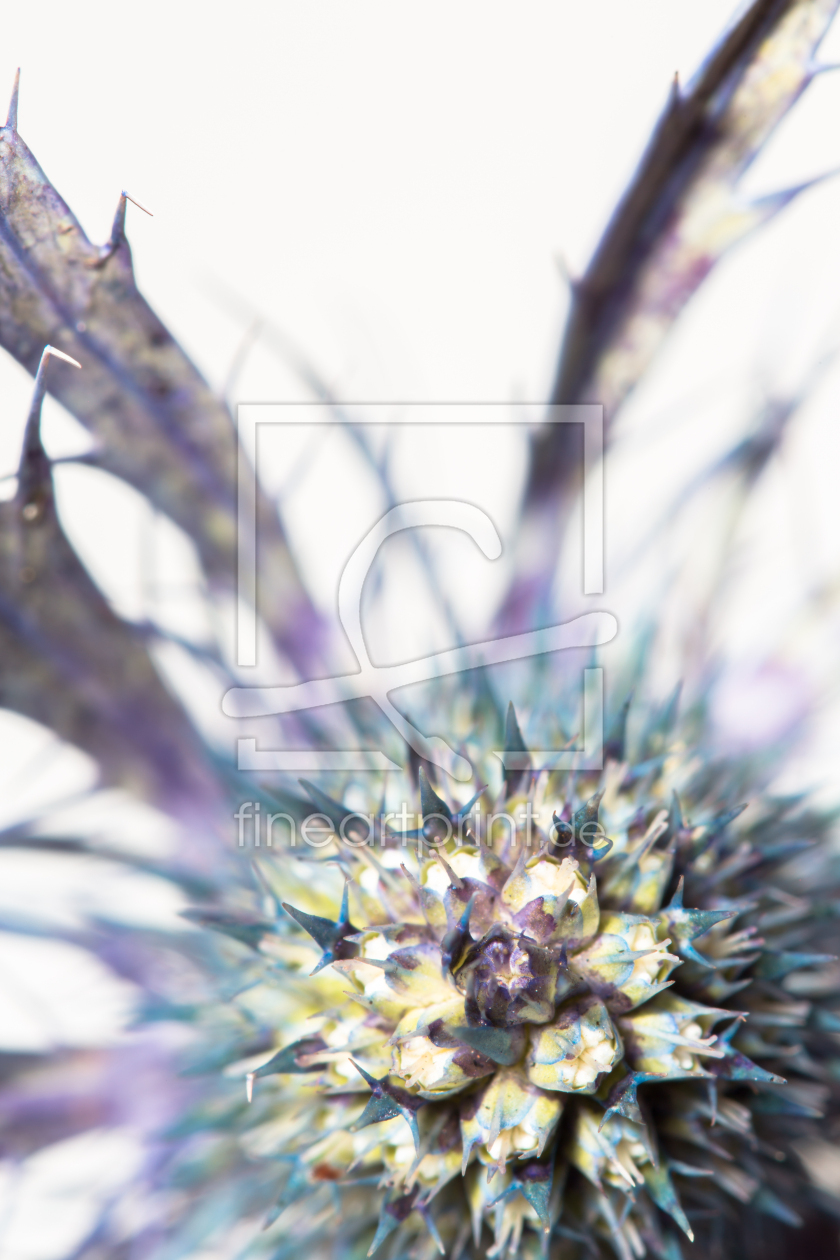 Bild-Nr.: 10902114 rising thistle erstellt von goekce-narttek