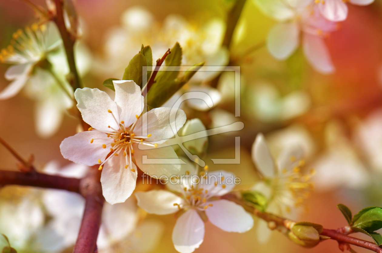 Bild-Nr.: 10913039 Frühlingsblüten erstellt von Atteloi