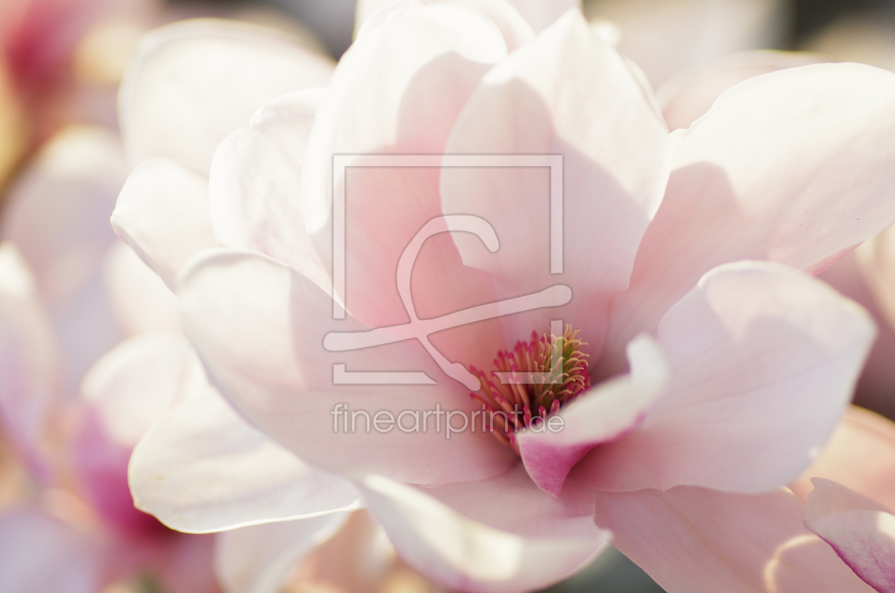 Bild-Nr.: 10924773 Magnolienblüten Makro erstellt von Tanja Riedel