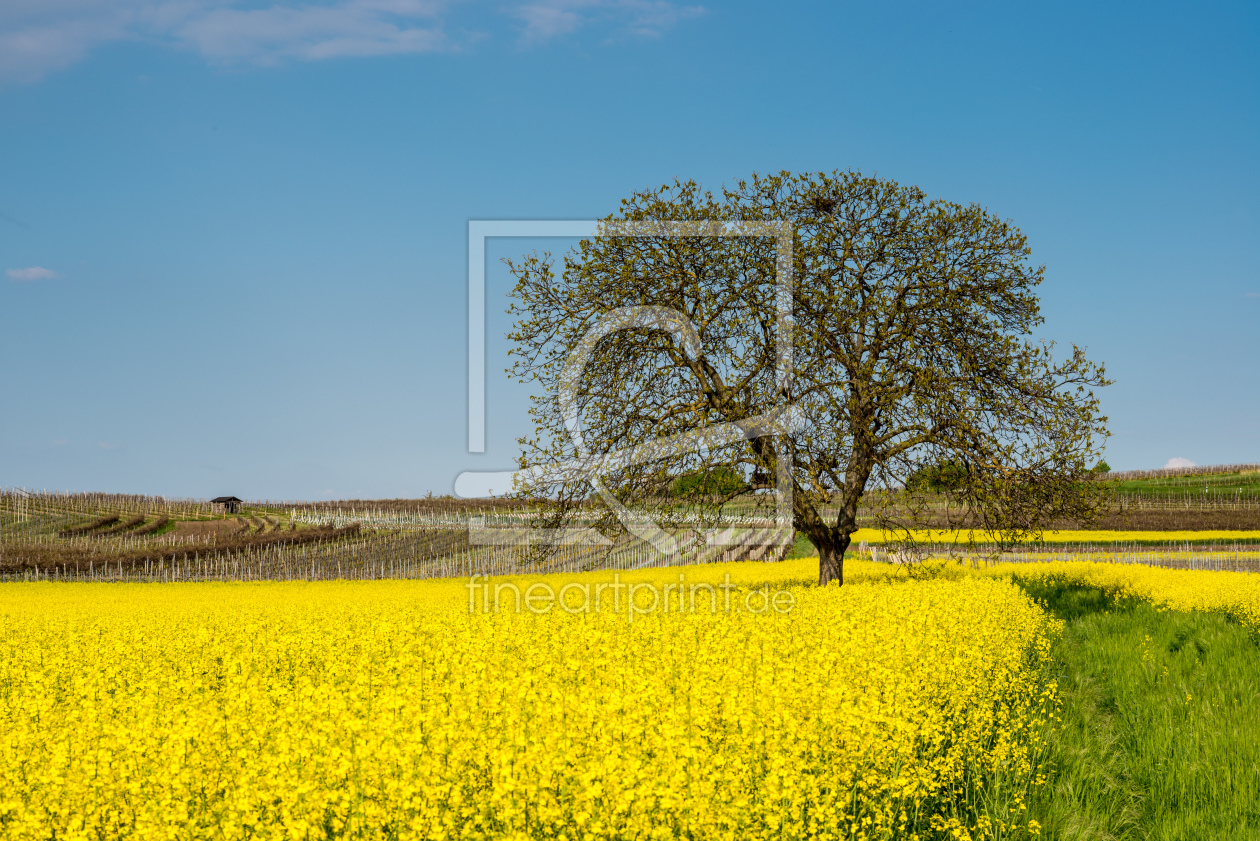 Bild-Nr.: 10930197 Baum im Rapsfeld erstellt von Erhard Hess