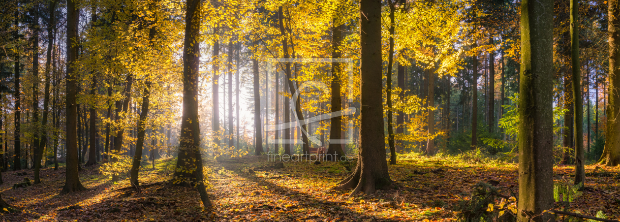 Bild-Nr.: 10949235 Sonniger Herbstwald Fine Art erstellt von eyetronic