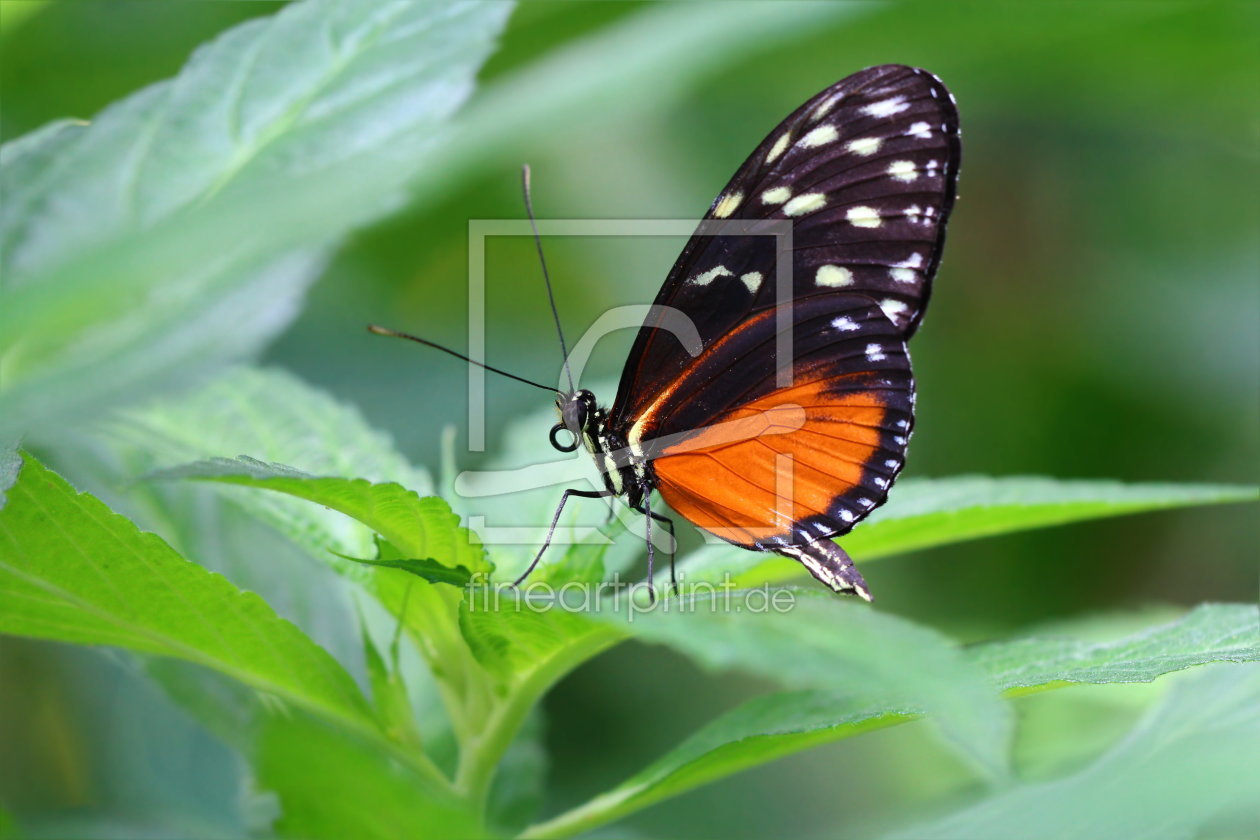 Bild-Nr.: 10969866 Exotischer Schmetterling erstellt von Heike  Hultsch