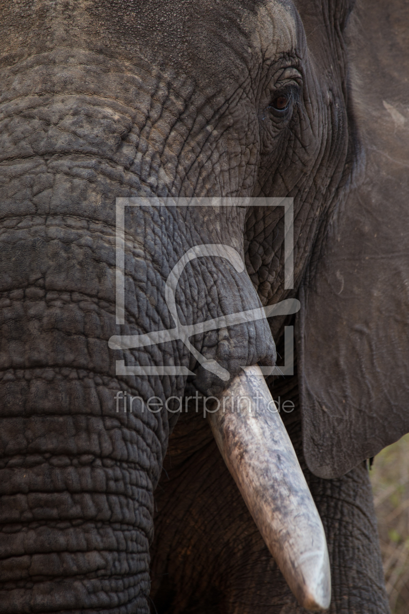 Bild-Nr.: 11068049 Afrikanischer Elefant erstellt von TomKli