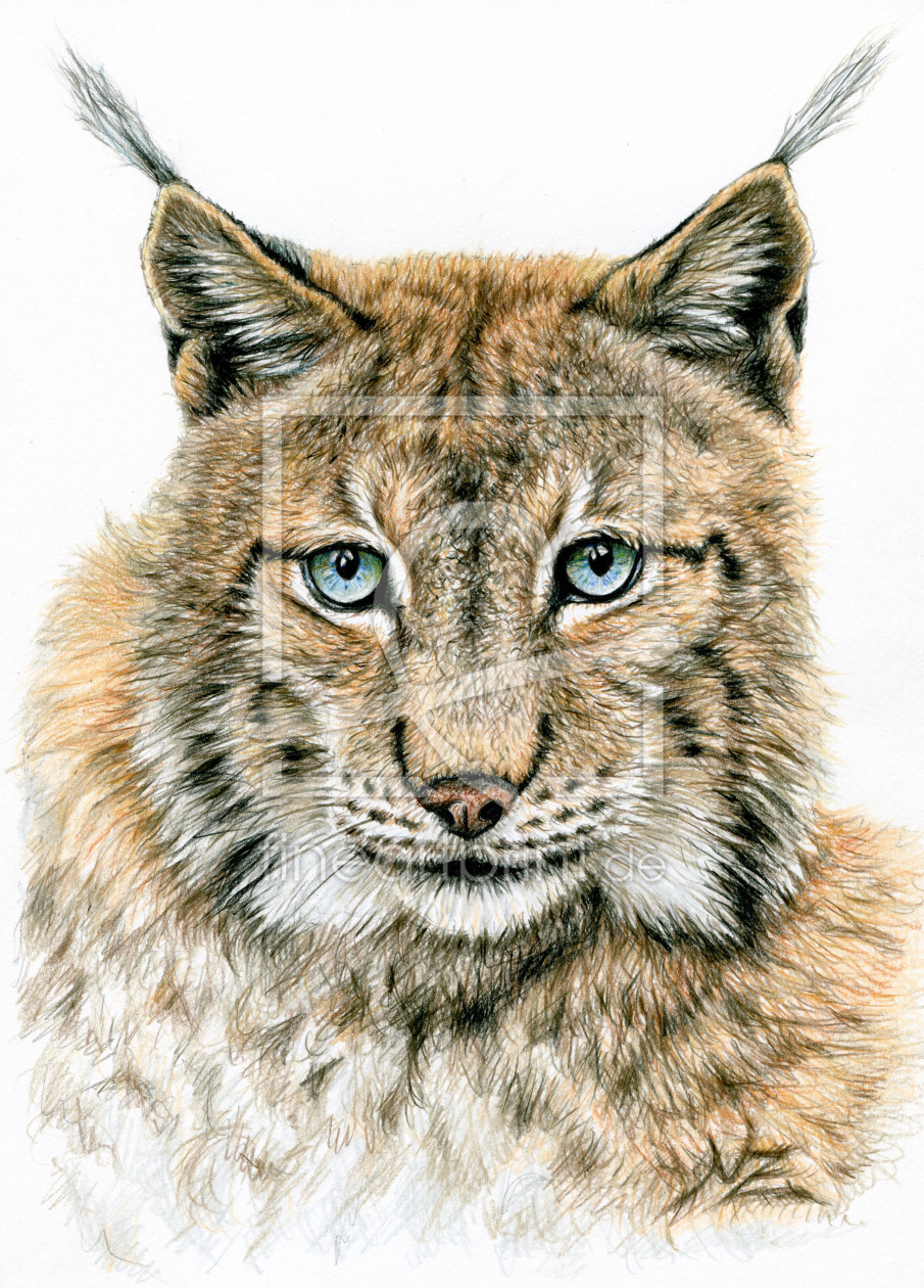 Bild-Nr.: 11092453 Der Luchs - The Lynx erstellt von NicoleZeug
