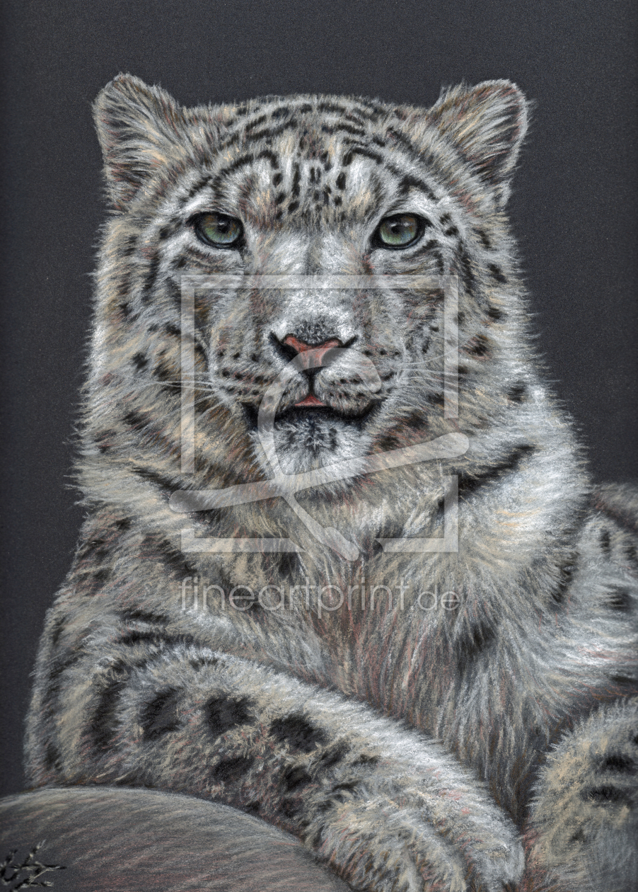 Bild-Nr.: 11095155 Schneeleopard - Snow Leopard erstellt von NicoleZeug