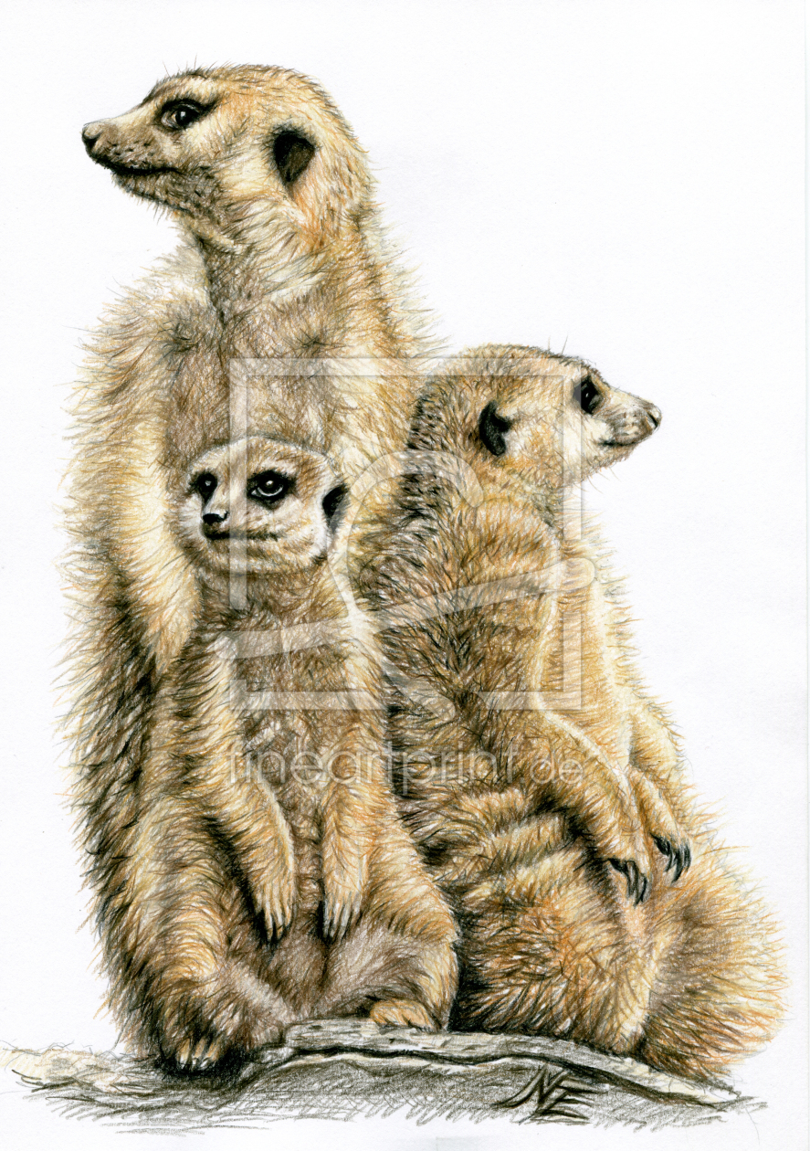 Bild-Nr.: 11097693 Die Erdmännchen - The Meerkats erstellt von NicoleZeug